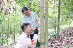 Triển vọng từ những đồi quế ở Mường Khiêng