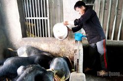 Giữ giống lợn quý trên vùng đá