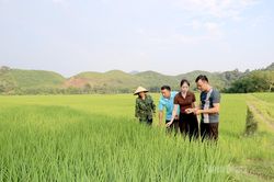 Nâng giá trị hạt lúa