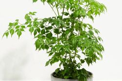 5 lý do cây hạnh phúc ngày càng được ưa chuộng, vừa đẹp nhà vừa mang ý nghĩa may mắn