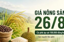 Giá nông sản trong nước 26/8: Cà phê tiến sát 100.000 đồng/kg, gạo nguyên liệu giảm