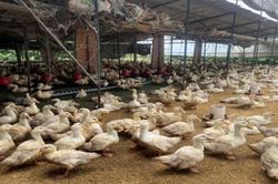 Hiệu quả từ mô hình nuôi vịt thương phẩm hướng thịt an toàn sinh học