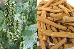 Sở Y tế tỉnh Đắk Lắk thông báo thu hồi thuốc cổ truyền Ngưu tất chích rượu
