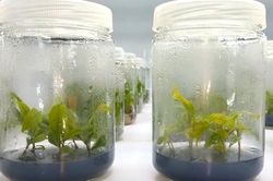Vĩnh Long xây dựng ngân hàng giống, hướng tới chủ động nguồn giống nông nghiệp