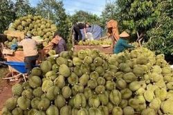 Gia Lai: Đẩy nhanh tiến độ cấp m&atilde; số v&ugrave;ng trồng, m&atilde; số cơ sở đ&oacute;ng g&oacute;i