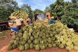 Gia Lai: Đẩy nhanh tiến độ cấp m&atilde; số v&ugrave;ng trồng, m&atilde; số cơ sở đ&oacute;ng g&oacute;i