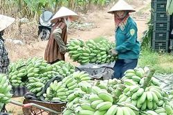 127 mô hình hợp tác sản xuất theo chuỗi giá trị