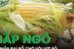 Những giá trị dinh dưỡng bất ngờ từ bắp ngô