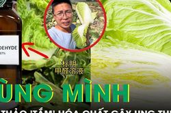 R&ugrave;ng m&igrave;nh cải thảo 'tắm' h&oacute;a chất g&acirc;y ung thư