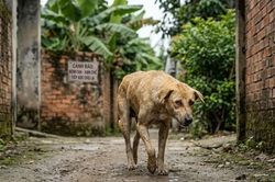 Th&ecirc;m ổ dịch dại ở Đồng Th&aacute;p, 2 người kh&ocirc;ng qua khỏi