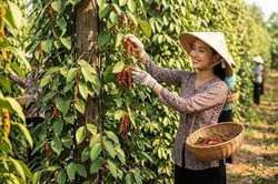 Giá tiêu hôm nay 27.8: Thị trường nhích nhẹ, cao nhất 138.500 đồng/kg