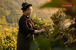 Kỳ 2 - Giữ hồn chè Shan tuyết cổ giữa vùng núi ở Thái Nguyên