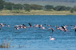 Vẻ đẹp những hồ nước được UNESCO ghi danh Di sản Thế giới ở Kenya