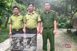 Thu giữ 200 con chim hoang d&atilde;