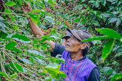 Hợp tác thúc đẩy thực hành môi trường, xã hội và quản trị trong ngành cà-phê