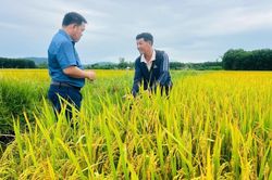 Hình thành các mô hình trồng lúa theo chuỗi liên kết 4 nhà