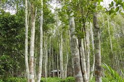 Những loại gỗ đắt giá khiến thế giới thèm khát, săn lùng đến mức cạn kiệt