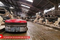 Robot vệ sinh chuồng trại giúp hạn chế phát thải khí mê-tan
