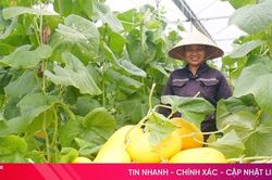 Rực vàng những vườn dưa lưới vào vụ thu hoạch ở Hà Tĩnh