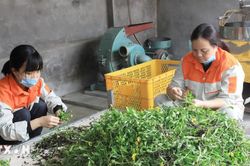 Lai Ch&acirc;u: Li&ecirc;n kết, chế biến s&acirc;u để tăng gi&aacute; trị dược liệu dưới t&aacute;n rừng