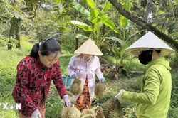 Khánh Hòa tăng chất để sầu riêng giữ vững thị trường xuất khẩu