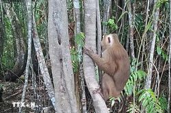 B&agrave;n giao khỉ v&agrave;ng qu&yacute; hiếm về cơ sở cứu hộ ở Quảng Trị