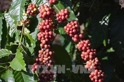 Đối thoại giải quyết khiếu nại tại 3 công ty cà phê lớn ở Đắk Lắk