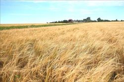 Gi&aacute; l&uacute;a m&igrave; chạm đỉnh 3 năm do lo ngại về xung đột Nga-Ukraine