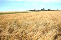 Giá lúa mì chạm đỉnh 3 năm do lo ngại về xung đột Nga-Ukraine