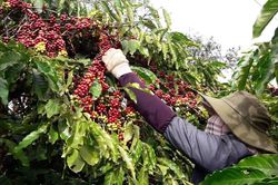 Cà phê Gia Lai chạy đua với EUDR
