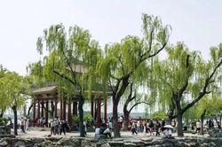 Hàng trăm nghìn cây xanh ở Bắc Kinh bất ngờ trở thành nguồn gây ô nhiễm