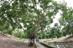 Xoài cát Tân Hòa: Trái ngọt từ tư duy làm nông nghiệp mới