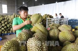 Siết chất lượng, minh bạch nguồn gốc sầu ri&ecirc;ng xuất khẩu