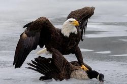 Thương chiến Mỹ- Canada: Ông Trump quyết không nhượng bộ