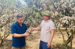 Chăm sóc những vườn cây sau lũ