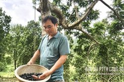 Khánh Khê: ”Đỏ “ mùa trám đen