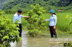Tập trung khôi phục sản xuất sau bão