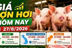 Giá lợn hơi hôm nay 27/8: Cả nước giữ mức 57.000–60.000 đồng/kg