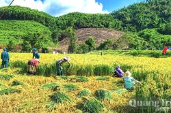 Sinh kế bền vững giữa đại ngàn