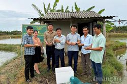 Hướng đi mới cho nghề nuôi tôm sú