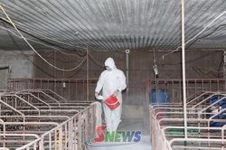 L&oacute;ng Phi&ecirc;ng thận trọng t&aacute;i đ&agrave;n sau dịch tả lợn ch&acirc;u Phi