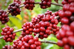 C&agrave; ph&ecirc; giảm 500 đồng/kg, l&ugrave;i về dải 96.500 &ndash; 97.200 đồng/kg