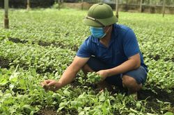N&ocirc;ng nghiệp Thủ đ&ocirc;: Kh&ocirc;ng chỉ xanh hơn m&agrave; phải gi&aacute; trị hơn