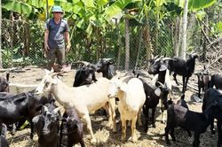 Nuôi dê thương phẩm - hướng đi mới cho nông dân Hạ Lang