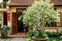 3 vị trí trồng Mai Chiếu Thủy được nhiều người quan tâm
