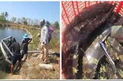 Nuôi cá mú trân châu trong ao đất: Hiệu quả nhờ làm nhà trú ẩn