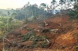 Lâm Đồng yêu cầu đẩy nhanh việc điều tra, xử lý vụ phá rừng tại Tiểu khu 211