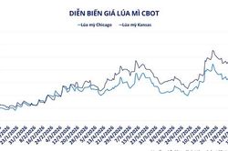 MXV-Index l&ecirc;n 2.900 điểm, l&uacute;a m&igrave; tăng 43% sau một năm