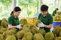 Mở rộng thị trường xuất khẩu n&ocirc;ng sản l&agrave; giải ph&aacute;p cốt l&otilde;i