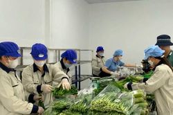 Từ v&ugrave;ng sản xuất an to&agrave;n đến c&aacute;nh cửa xuất khẩu